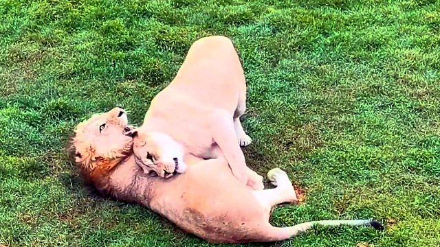 曾经的救助小狮子：将头发梳成大人模样