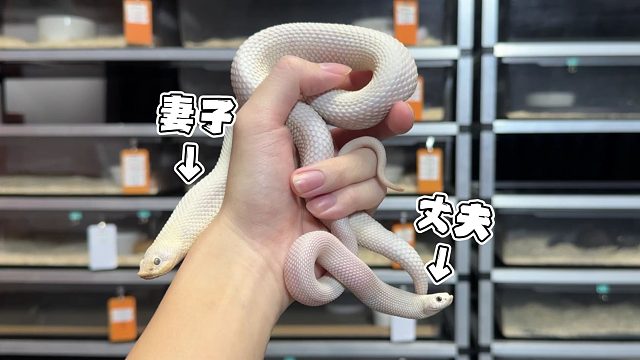 猪鼻蛇露西相亲成功！就是老公有点小只