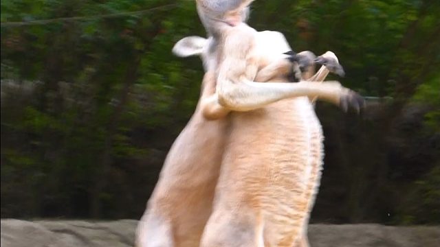 兄弟，有点暧昧了