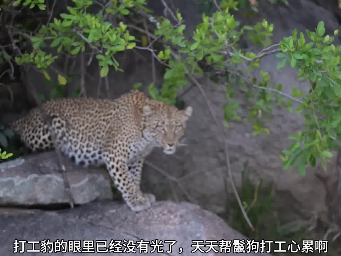 打工豹想罢工被母狮暴揍了一顿