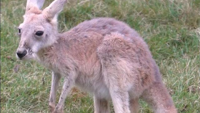 独立的袋鼠宝宝，已经能自己“打野”啦