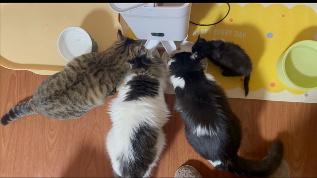 以后吃饭队伍又壮大了