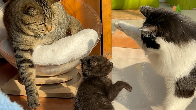 幼猫“杀手”出现了！