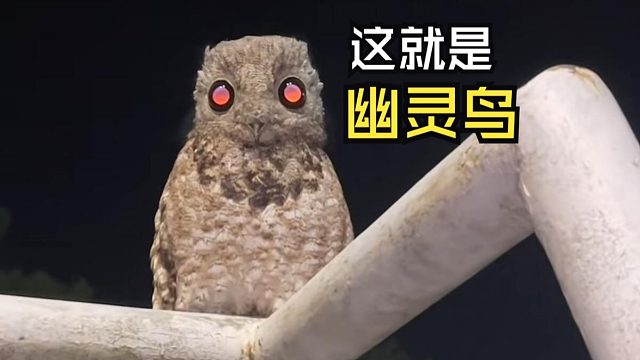 那些有爱的动物视频！