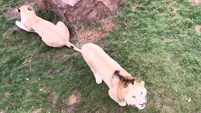 少年狮子发出了第一声狮吼！