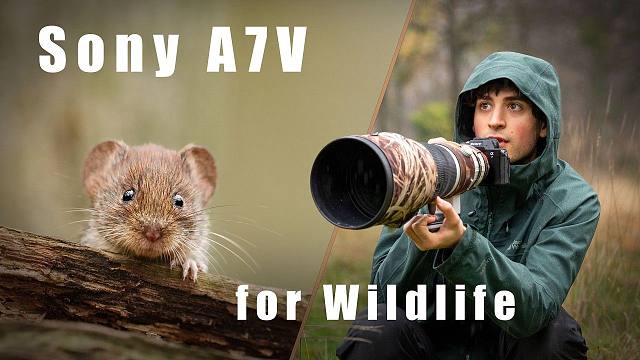 测试索尼A7V：野生动物拍摄与摄影