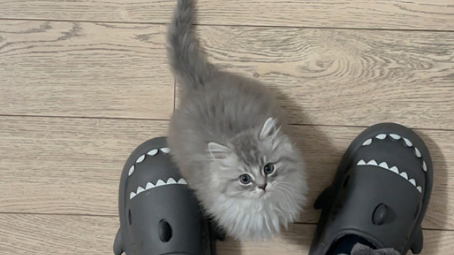 祝舒克生日快乐！！！