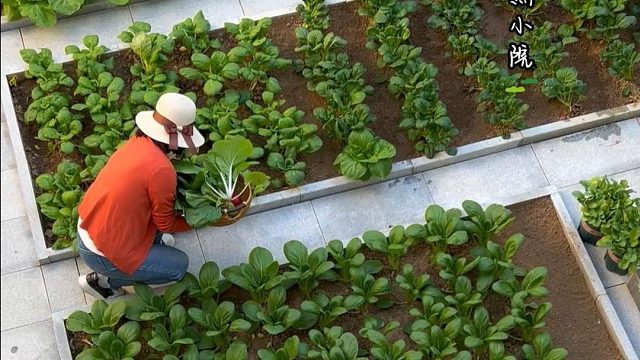 年纪一大，越喜欢田园生活#田园生活