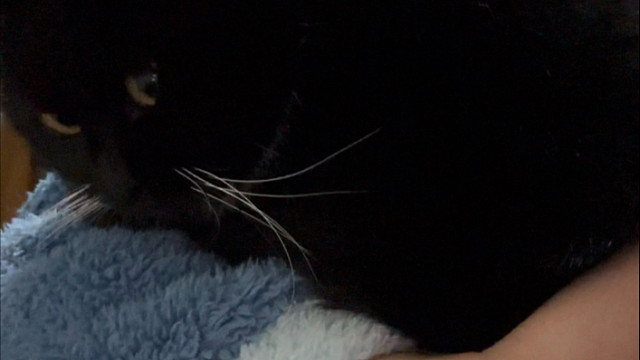 生病了还有小猫陪我