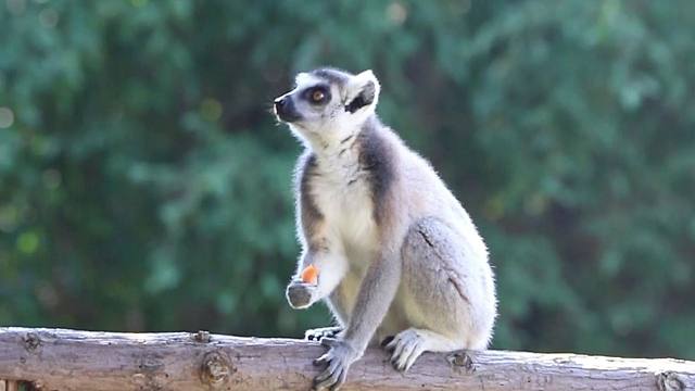 跟我抢吃的，不可能！