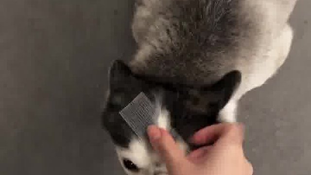 一个头上一有东西就不能动的小狗