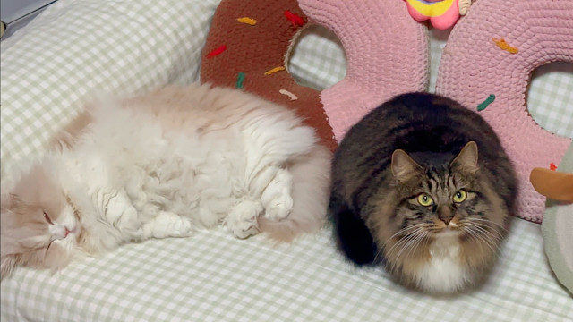 今天的陪睡小猫是煤球球