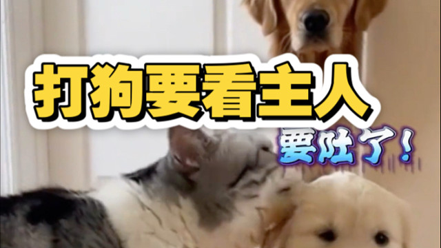 打狗要看主人！
