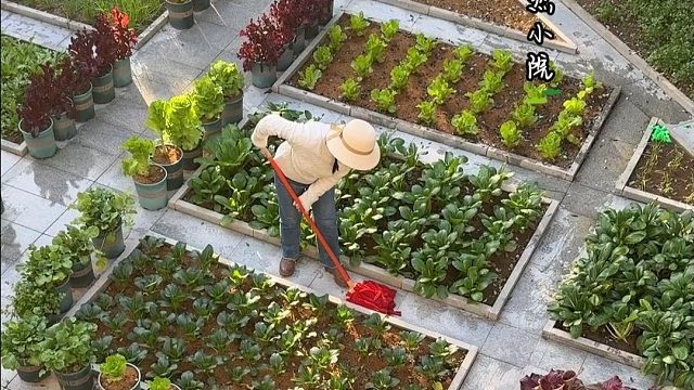 有个小院，种种菜，就是很幸福的事#田园生活