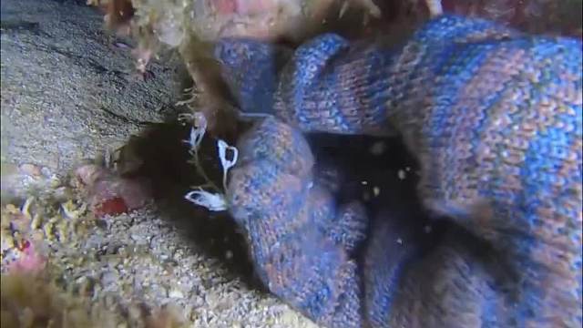 渔民夜间赶海都能捞点啥海货  ​