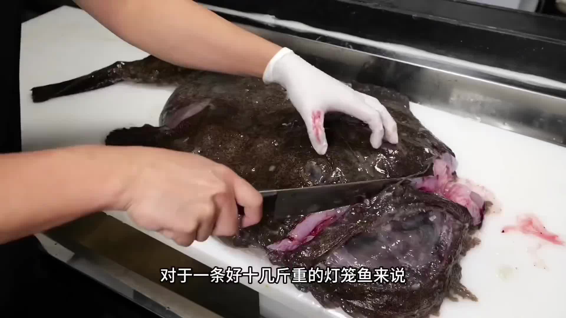 一种专为打工人而生的海鱼