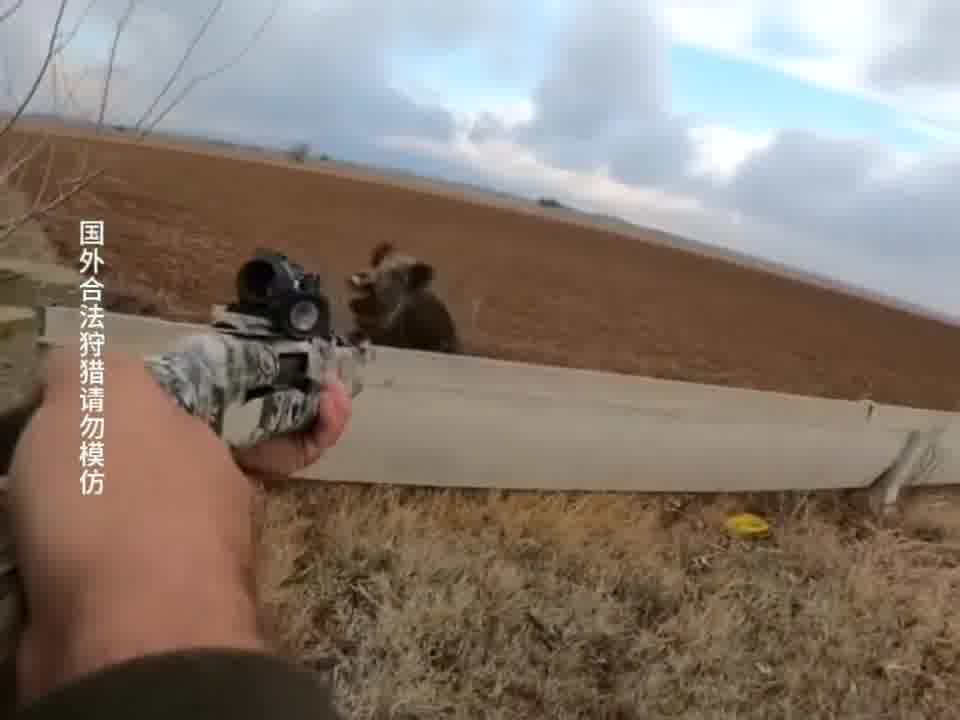 野猪一路狂奔，跑到跟前尴尬了…