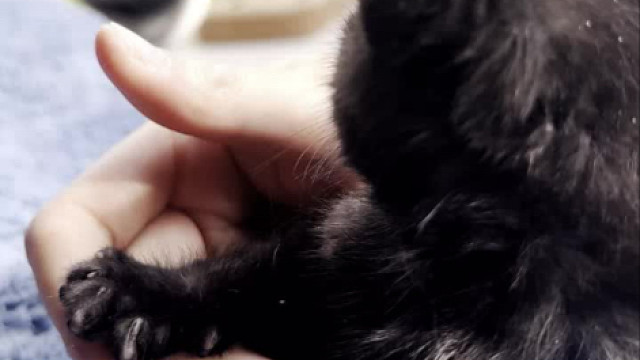 捡到碳碳快一个月，被剪断的指甲也开始慢慢长出来了