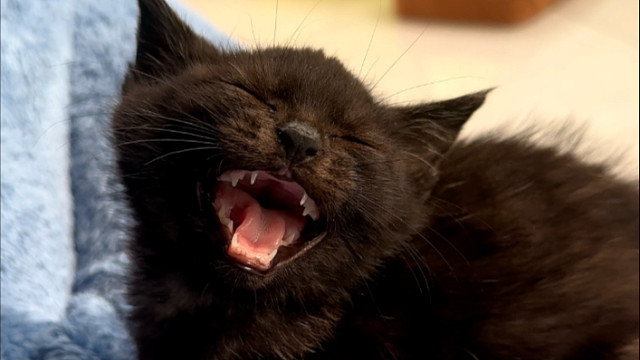 大嗓门开始变小夹子喽