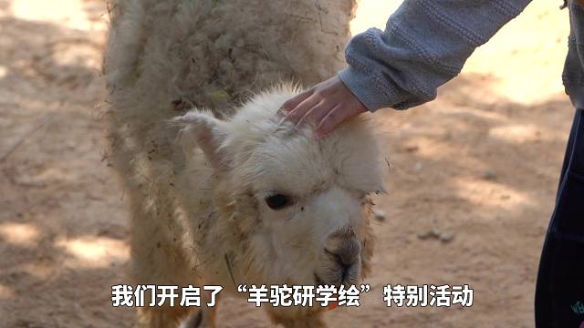 趣味羊驼绘，欢迎您的参与