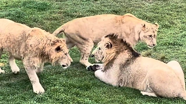 三喵行必有我狮