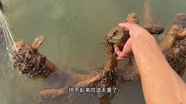 大家好，各位猜一下袋子里面装的会是什么呢！