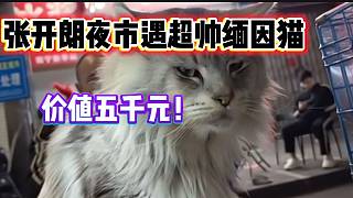 張開朗逛夜市驚現(xiàn)超帥緬因貓，價(jià)值五千元！