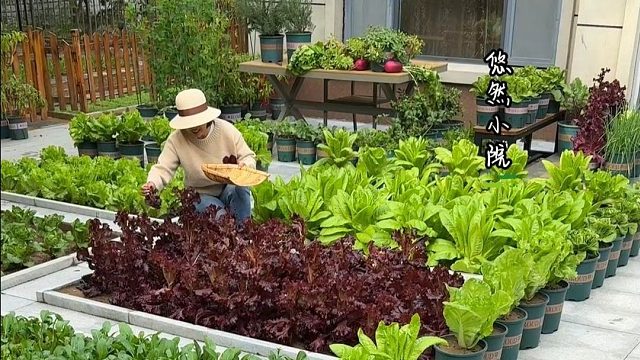 看着种子从发芽，再到长大，很治愈#田园生活#种菜