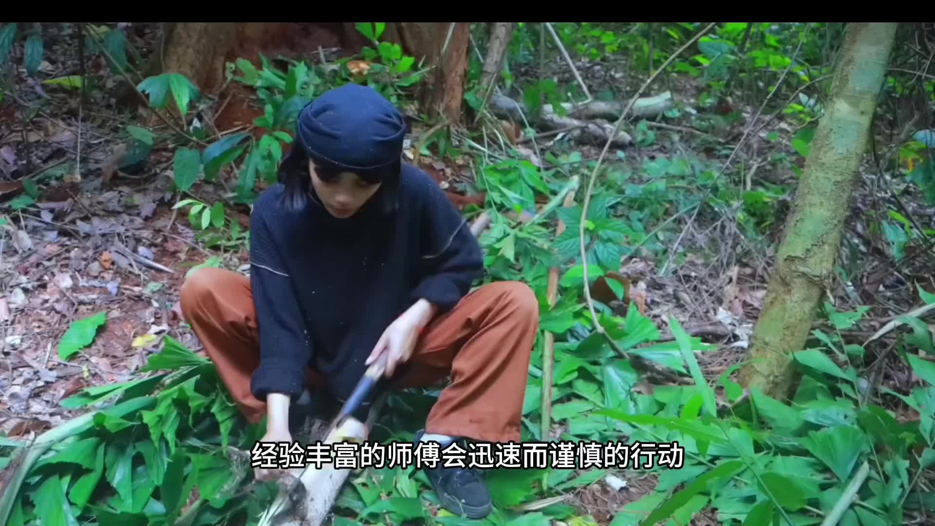 在越南别看是普普通通的树木。