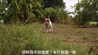 第1集丨蟲(chóng)蟲(chóng)欲動(dòng)