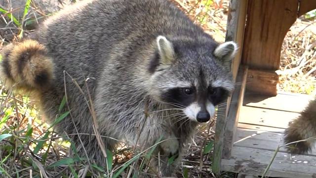 命运戏弄大馋熊