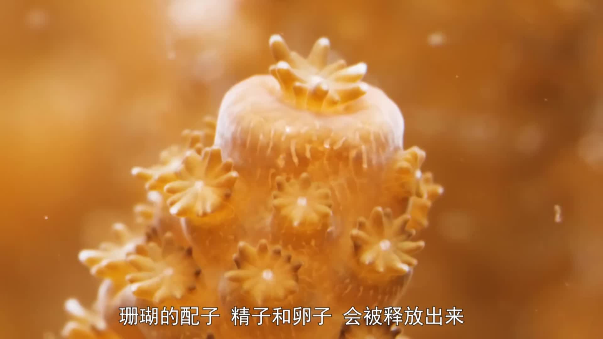 珊瑚神秘产卵过程