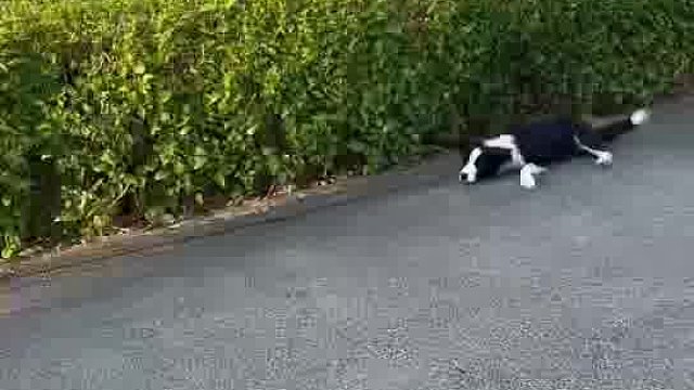 感觉后面的狗有点微死