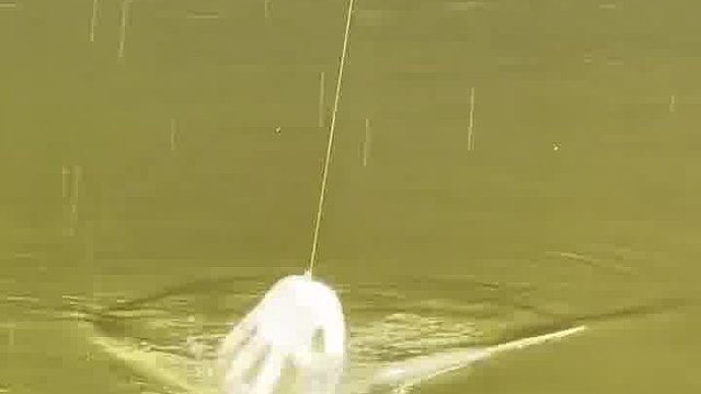 鱼咬钩第一时间！