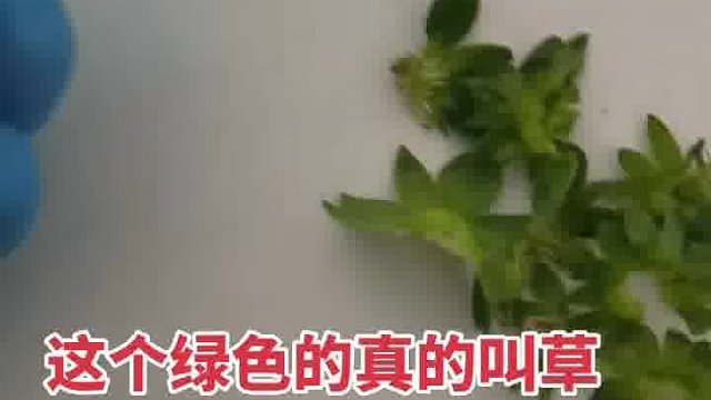 这个绿色的真的叫草莓屁屁吗？