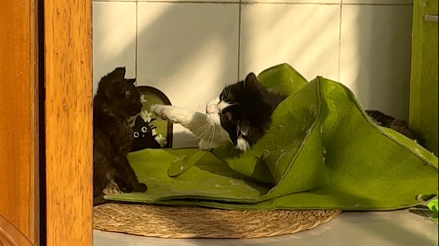 两小只每天的日常