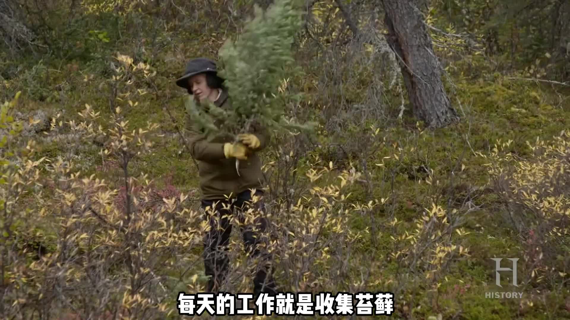荒野求生的全新玩法，开局就给选手一头麝牛 (2)