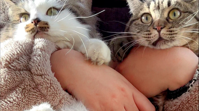 快来看小猫跳舞（不是）