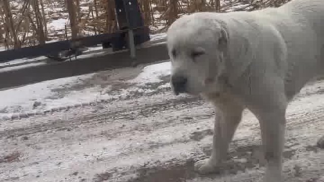 在网上花了1588买的拉布拉多，老铁们看看给我发的什么这是