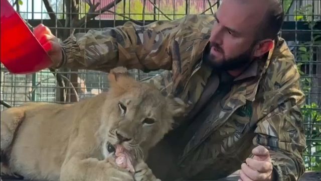 抚摸正在吃肉的小狮子，它会护食吗