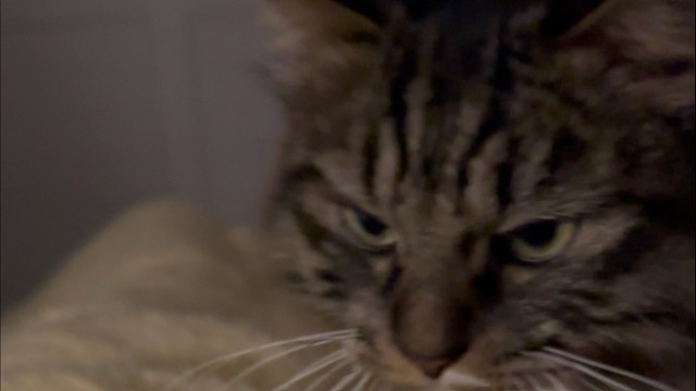 咪的天，怎么那么会撒娇