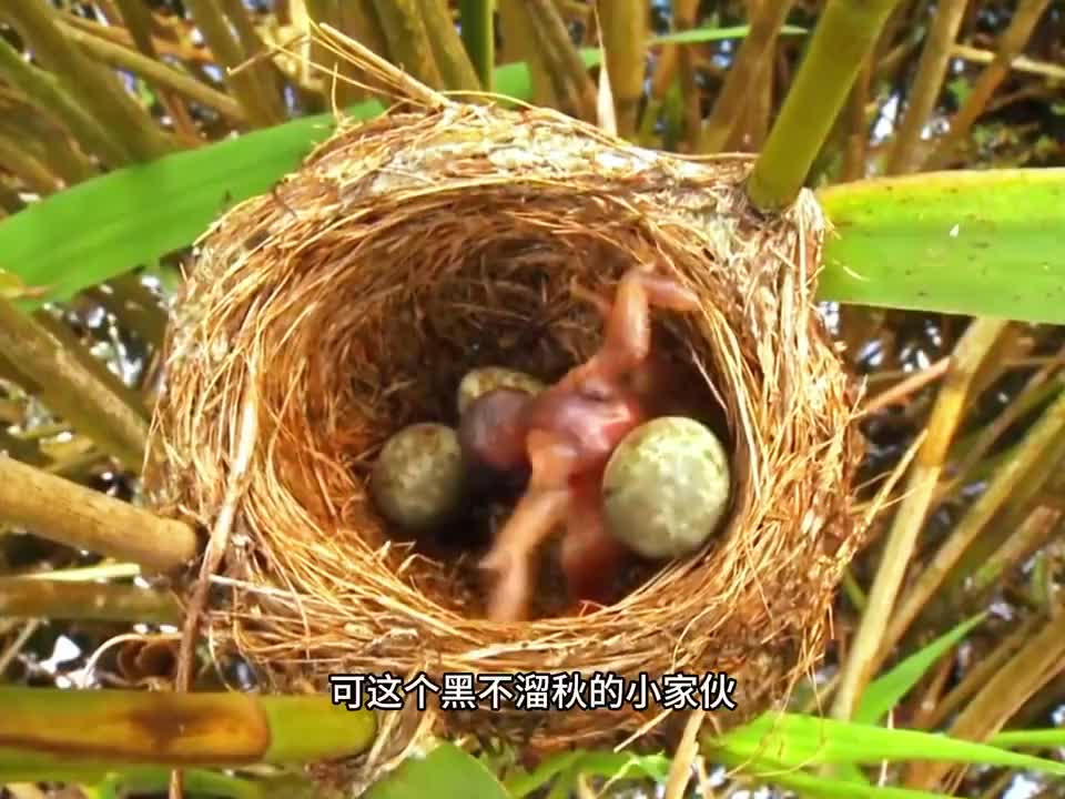 杜鹃鸟有多可恨？刚破壳就知道推掉其他鸟蛋  ​