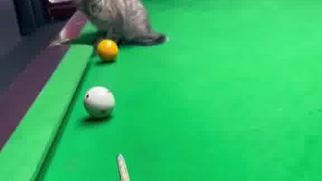 主人携猫玩桌球，一杆精准入洞，网友笑问战宠何阶解锁？