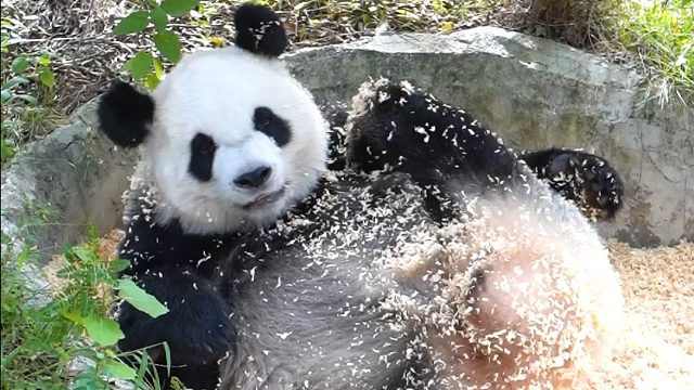 香香软软的熊打滚-星语版