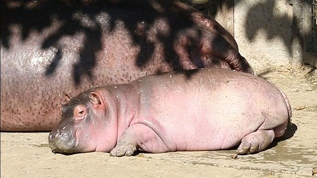 打嗝而已，咋还弹起来了