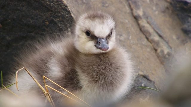 我刚出生就跳崖了