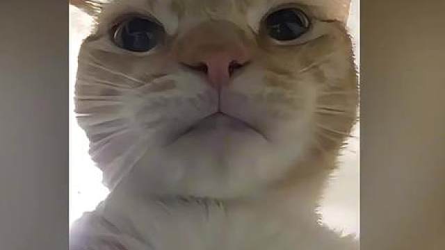 更适合中国宝宝体质的鼠鼠表情包