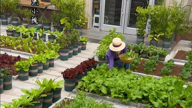 人到中年，越来越喜欢种菜#田园生活