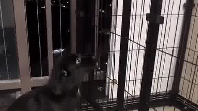 狗狗机智逃笼被召回，网友直呼太有灵性！