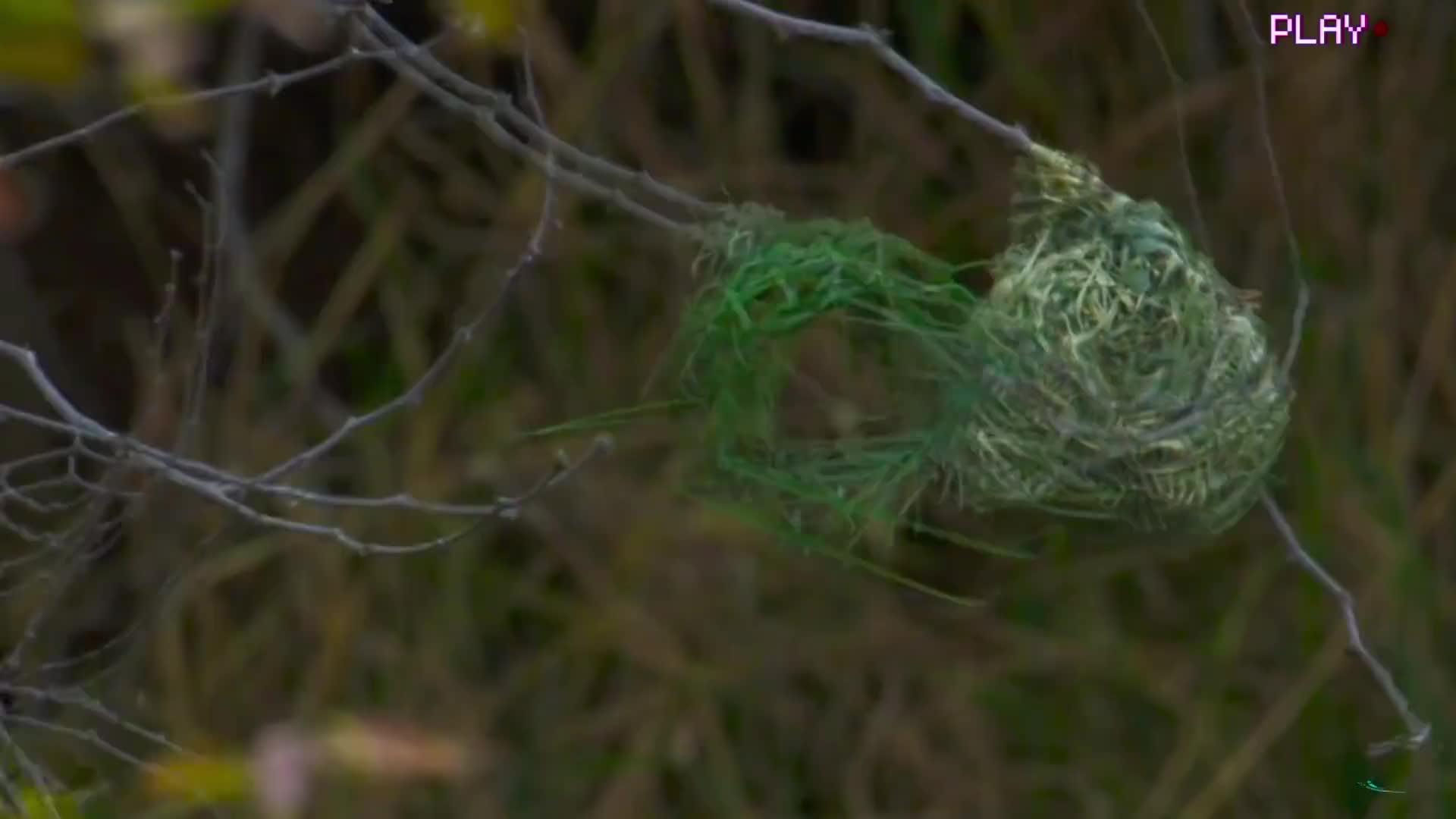 鸟类中的基建狂魔—织布鸟